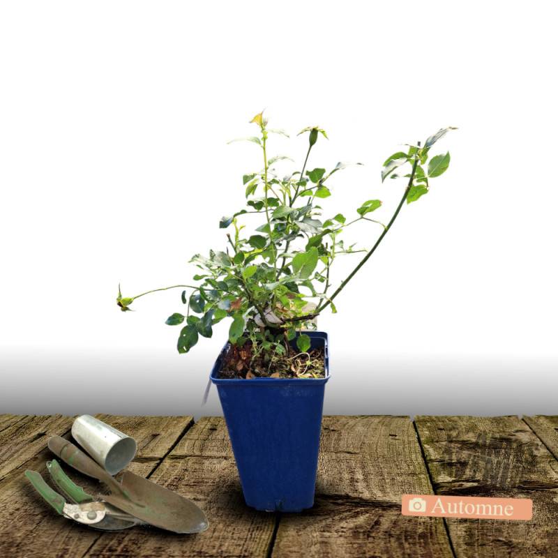 Rosier paysager Decorosier® New Vesuvia® 'Noa 71680' à fleurs Rouge/ - feuillage Caduc - Pot de 5L - 40/60 cm - Image 5