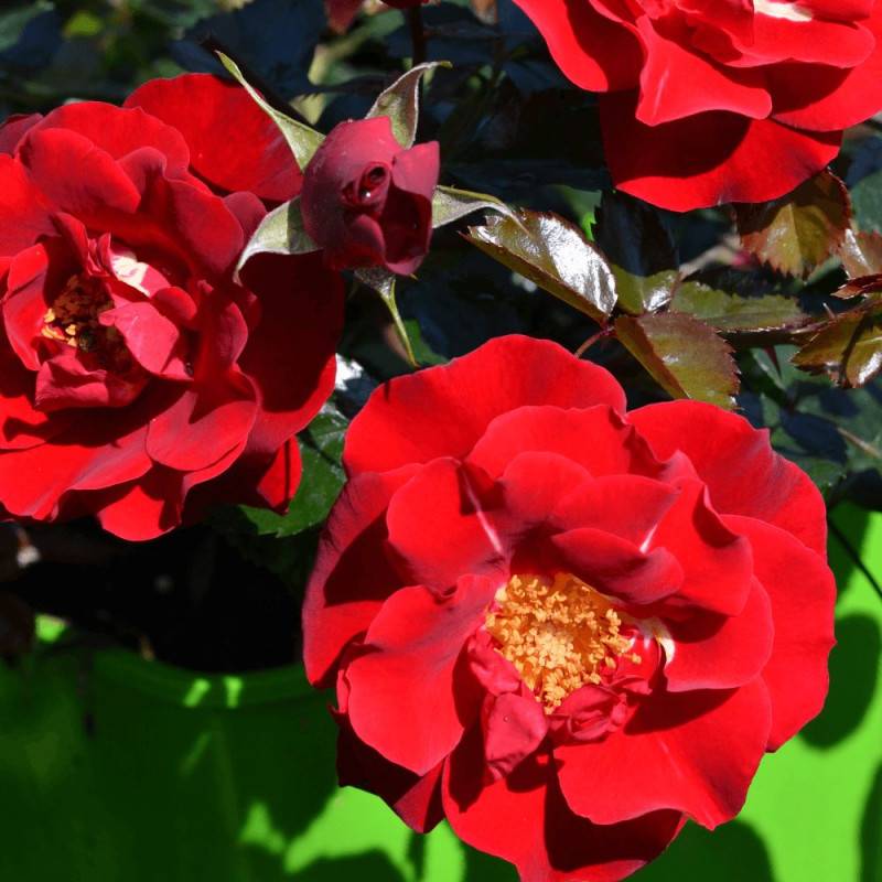Rosier paysager Decorosier® New Vesuvia® 'Noa 71680' à fleurs Rouge/ - feuillage Caduc - Pot de 5L - 40/60 cm - Image 4
