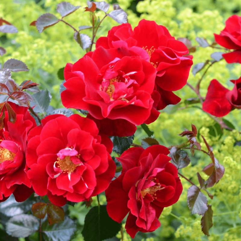 Rosier paysager Decorosier® New Vesuvia® 'Noa 71680' à fleurs Rouge/ - feuillage Caduc - Pot de 5L - 40/60 cm - Image 1