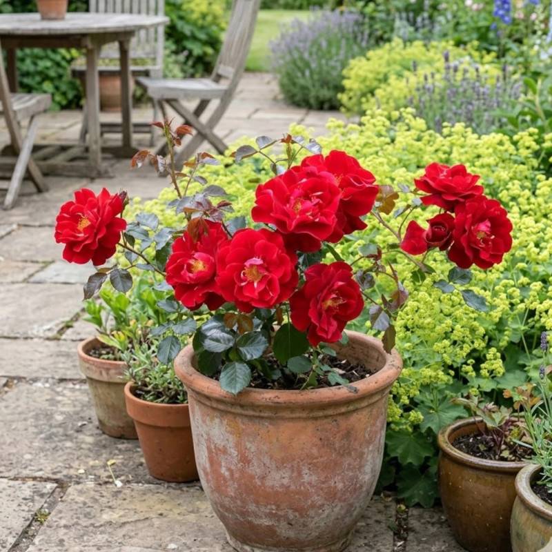 Rosier paysager Decorosier® New Vesuvia® 'Noa 71680' à fleurs Rouge/ - feuillage Caduc - Pot de 5L - 40/60 cm - Image 3