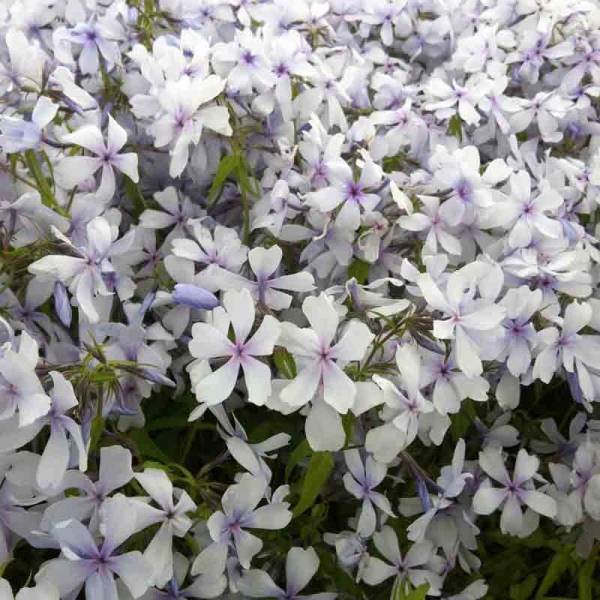 Promesse de Fleurs - Phlox divaricata Dirigo Ice Godet de 8/9 cm