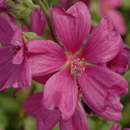 Promesse de Fleurs - Lavatera Chamallow - Lavatère, mauve en arbre Pot de 3L/4L