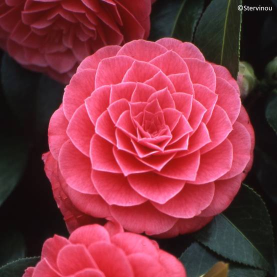 Promesse de Fleurs - Camélia Spring Formal - Camellia japonica Pot de 4L/5L