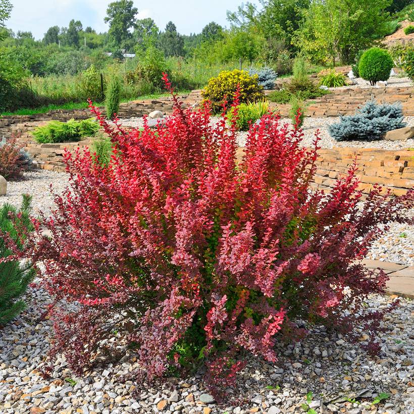 Promesse de Fleurs - Beberis thunbergii Red Rocket - Epine-vinette Pot de 2L/3L