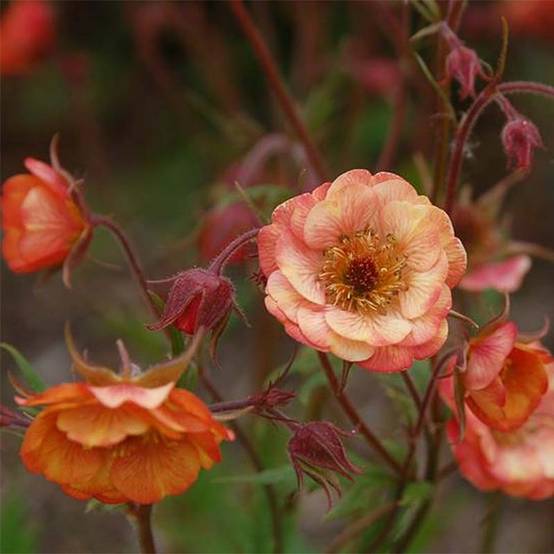 Geum Cocktail Wet Kiss - Benoîte Godet de 8/9 cm