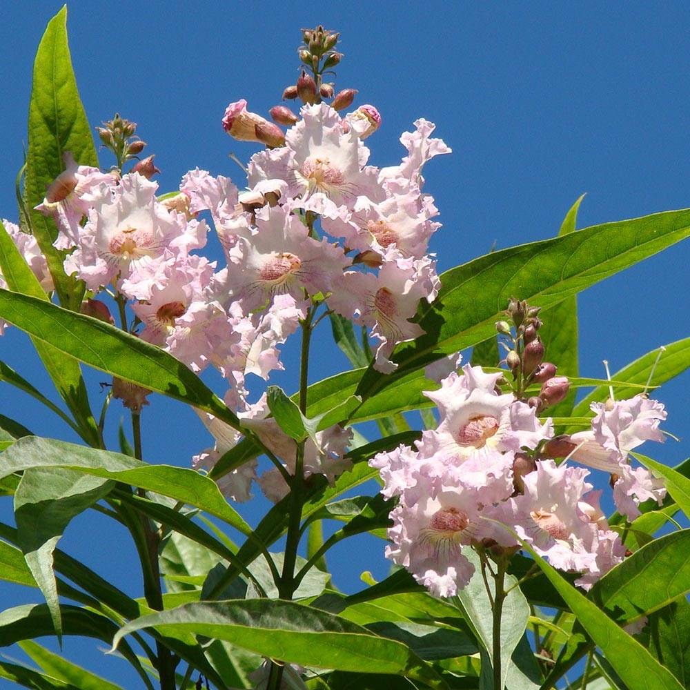 Chitalpa de Taschkent - Chitalpa tashkentensis Summer Bells Minsum Pot de 2L/3L - Image 1