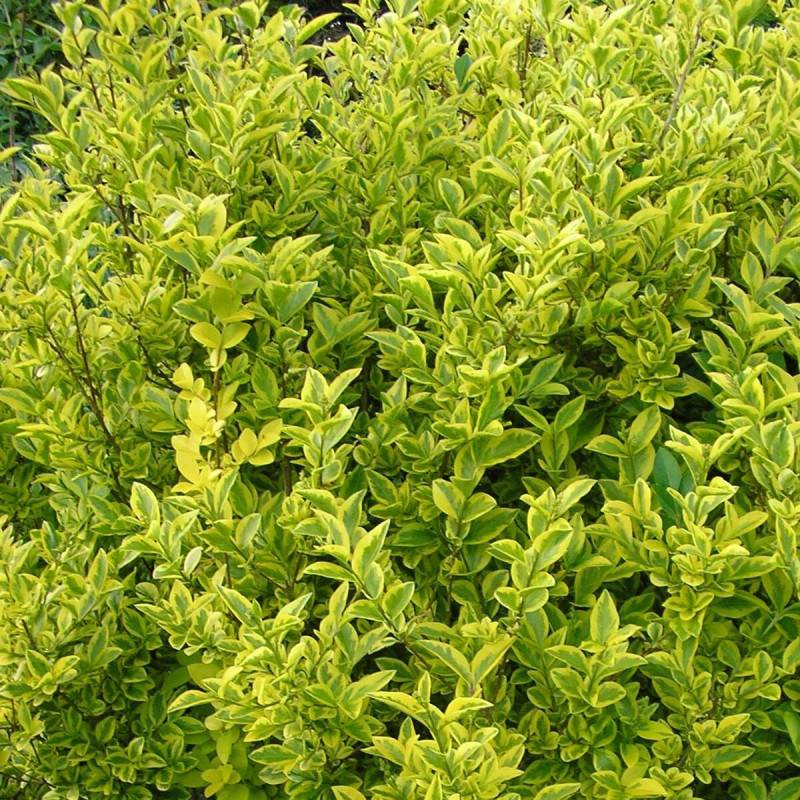 Troène de Californie Doré, Ligustrum à fleurs Blanche/ - feuillage Caduc - Pot de 7,5L - 80/100 cm - Image 1