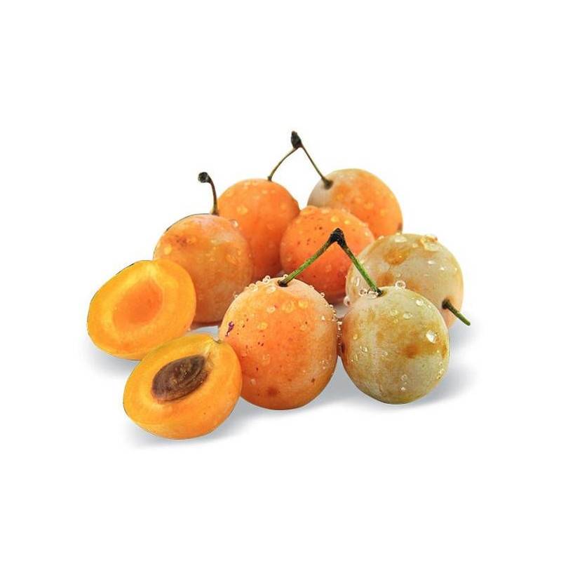 Prunier nain Prunélla - Nains de jardins® - Bon rendement -  - De 1,50 m à 2,00 m - Image 1