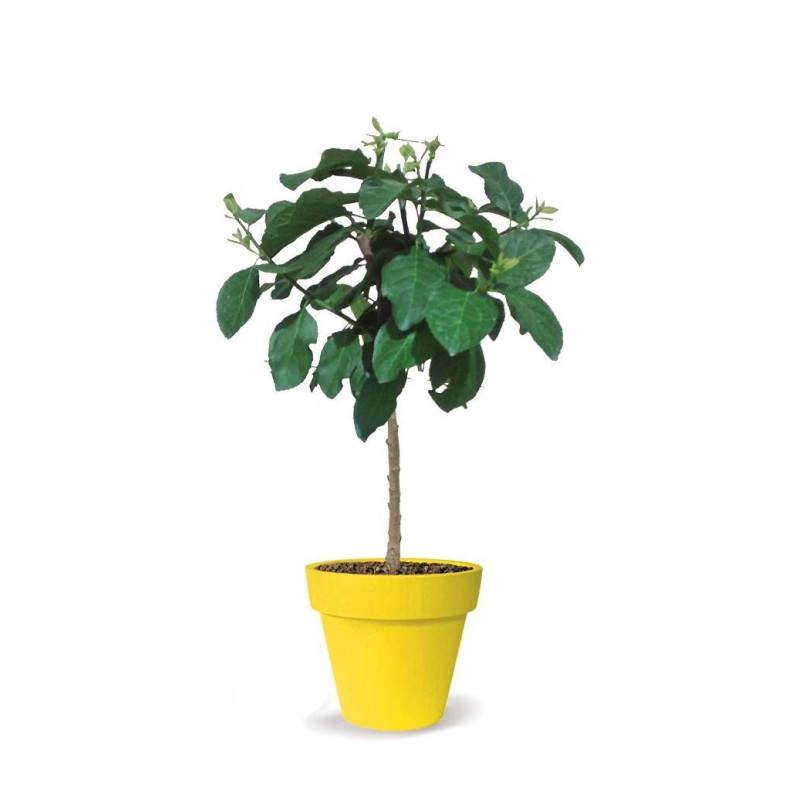 Prunier nain Prunélla - Nains de jardins® - Bon rendement -  - De 1,50 m à 2,00 m - Image 5