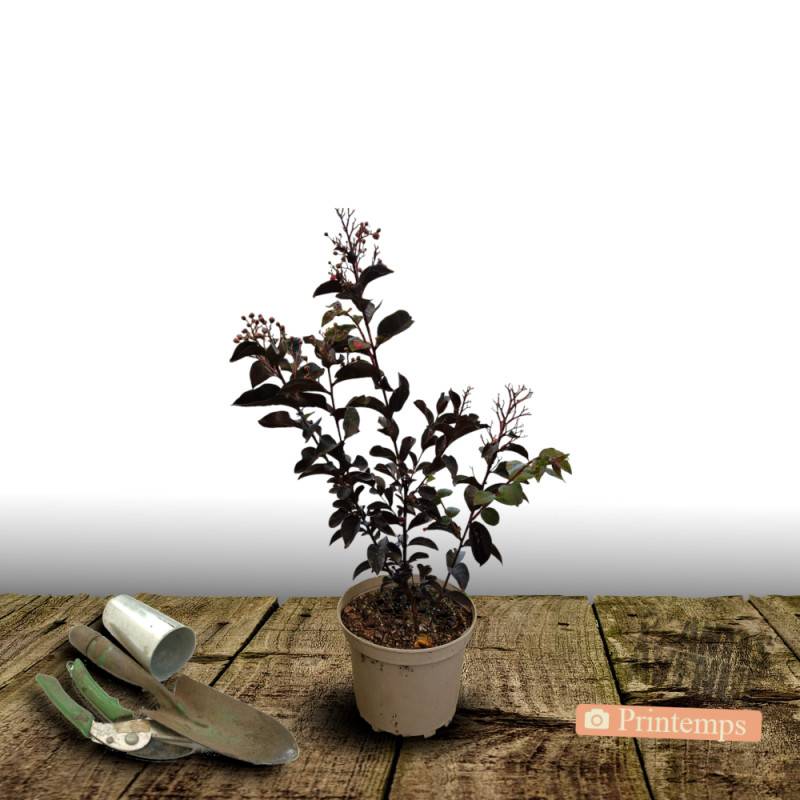 Lilas des Indes Black Diamond® Pure White™, Lagerstroemia à fleurs Blanche/ - feuillage Caduc - Pot de 3L - Touffe - Image 4
