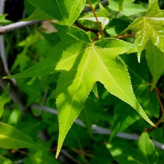 Copalme d'Amérique M. foster, Liquidambar - Pot de 15L - Baliveau - Image 1
