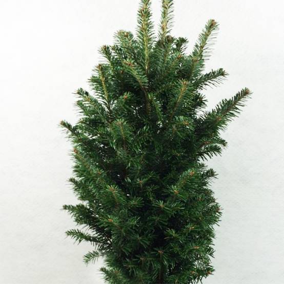 Abies alba Pyramidalis - Sapin blanc nain Pot de 7,5L/10L - Image 1