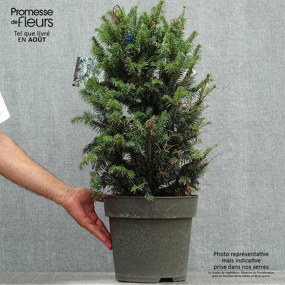 Abies alba Pyramidalis - Sapin blanc nain Pot de 7,5L/10L - Image 2