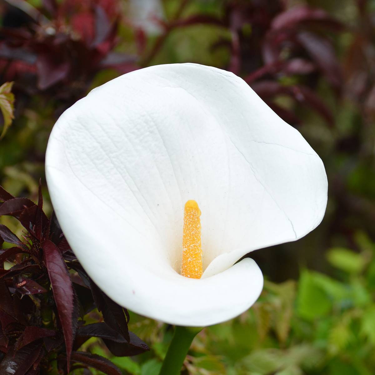 Arum ou Calla blanc - Zantedeschia aethiopica Godet de 8/9 cm