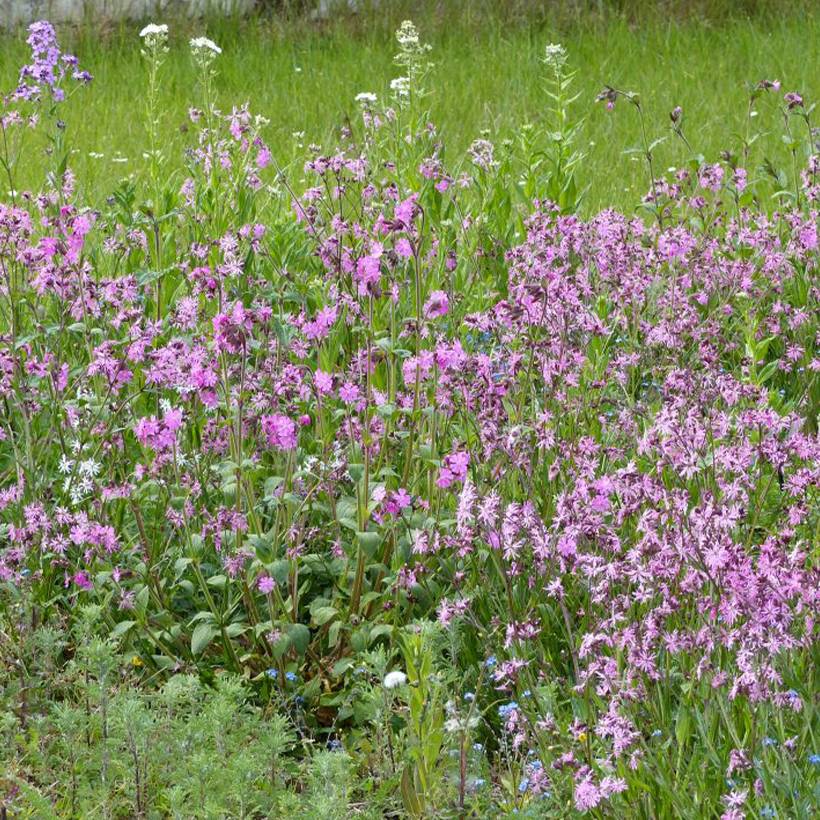 Mélange de fleurs sauvages Prairies Humides pour 15 m?