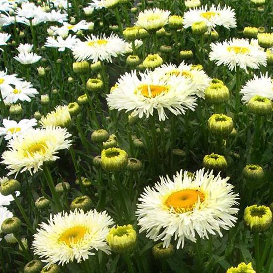 Leucanthemum superbum Real Galaxy - Grande marguerite Godet de 8/9 cm