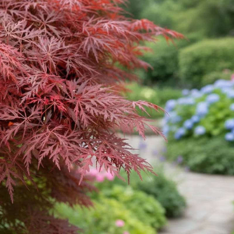 Érable du Japon Dissectum Garnet, Acer palmatum - Pot de 4L - 40/60 cm - Image 2