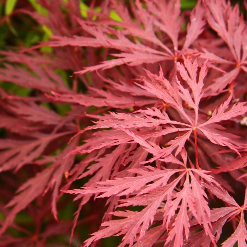 Érable du Japon Dissectum Garnet, Acer palmatum - Pot de 4L - 40/60 cm - Image 6