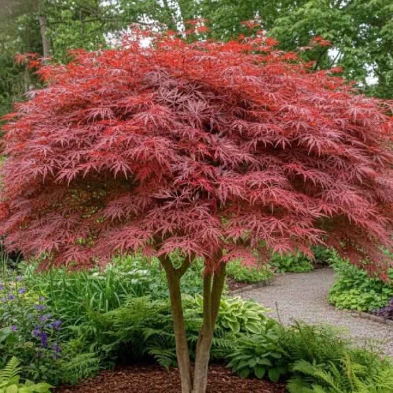 Érable du Japon Dissectum Garnet, Acer palmatum - Pot de 4L - 40/60 cm - Image 5