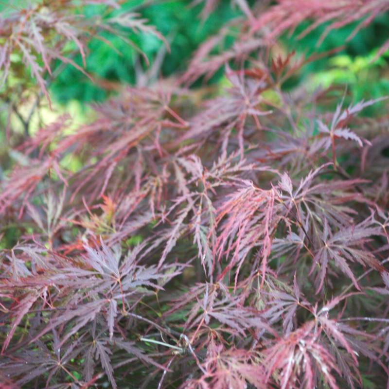 Érable du Japon Dissectum Garnet, Acer palmatum - Pot de 4L - 40/60 cm - Image 3