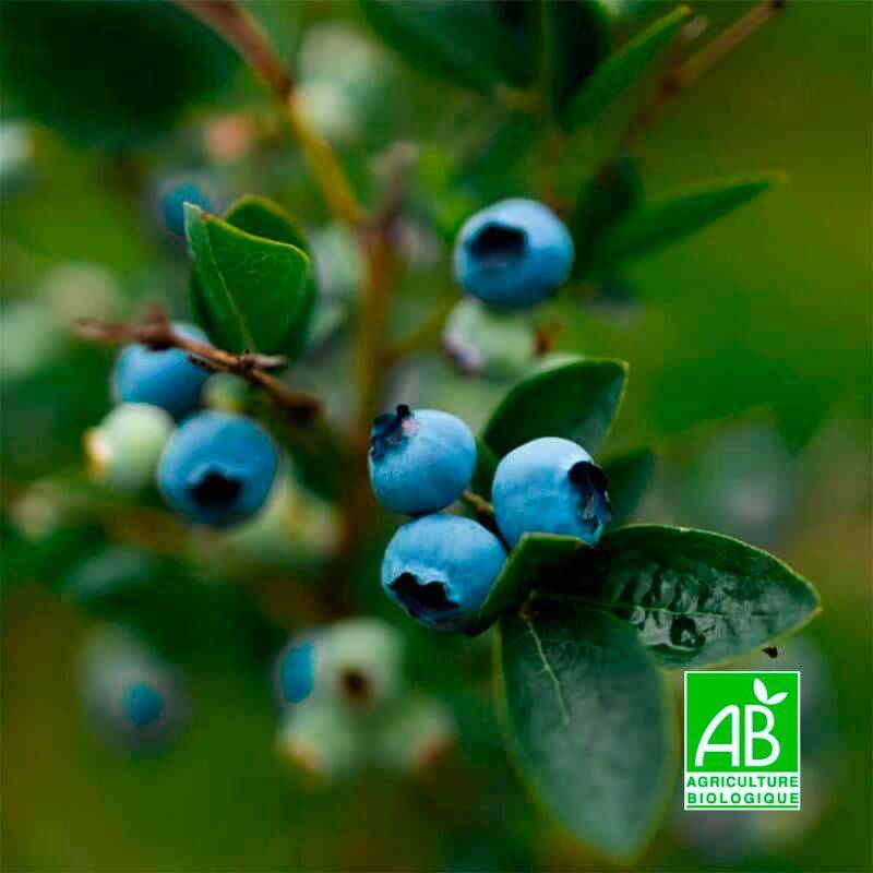 Myrtillier arbustif 'Estive' BIO (Vaccinium corymbosum 'Estive' BIO) - Godet 9cm - Pépinières Naudet - Image 1