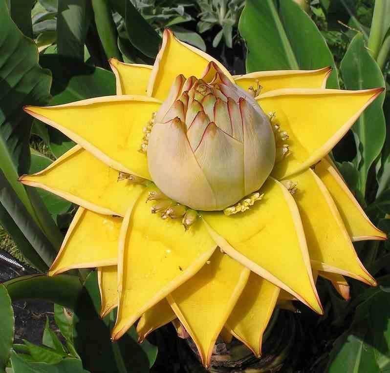Sans Marque - Musella lasiocarpa (bananier Lotus d'or) Couleur floraison:Jaune - Taille:Pot de 2 litres ? 20/30 cm - Image 6