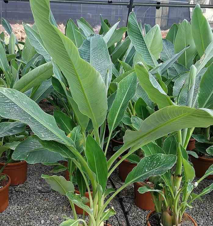 Sans Marque - Musella lasiocarpa (bananier Lotus d'or) Couleur floraison:Jaune - Taille:Pot de 2 litres ? 20/30 cm - Image 5