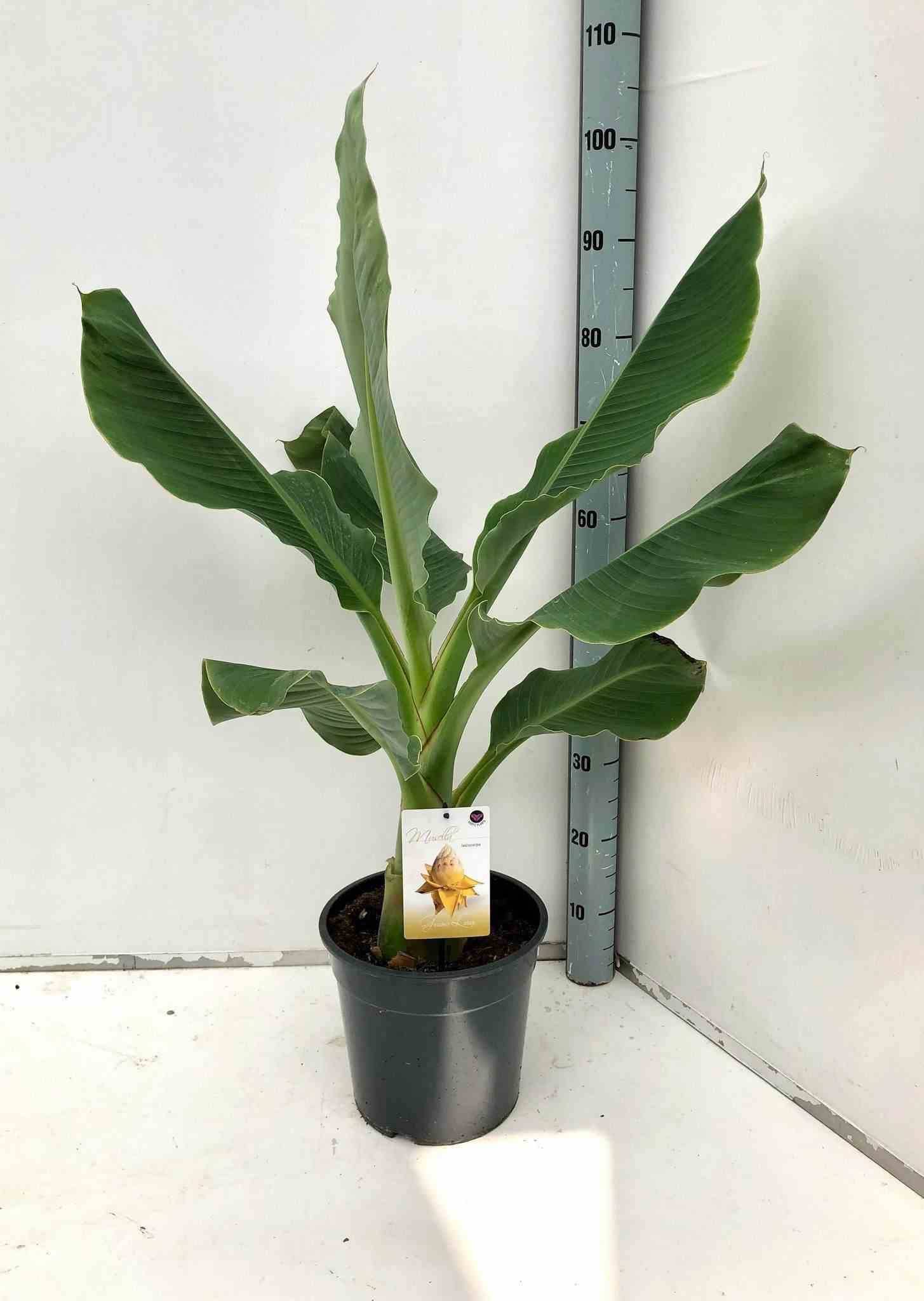 Sans Marque - Musella lasiocarpa (bananier Lotus d'or) Couleur floraison:Jaune - Taille:Pot de 2 litres ? 20/30 cm - Image 2