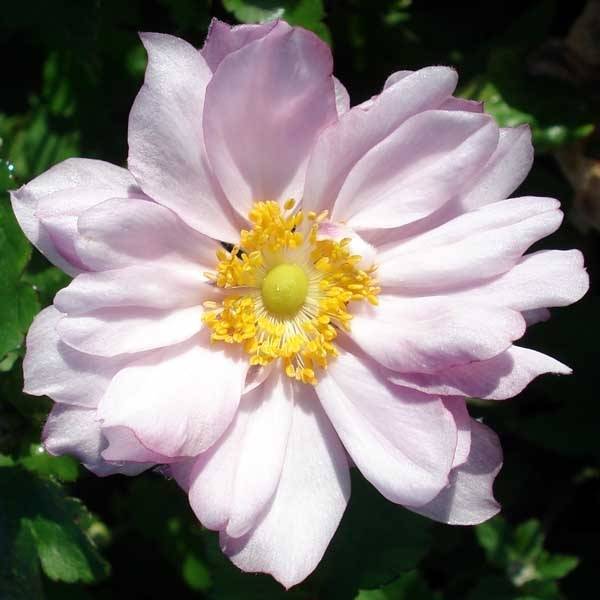 Promesse de Fleurs - Anémone japonaise Reine Charlotte Pot de 2L/3L
