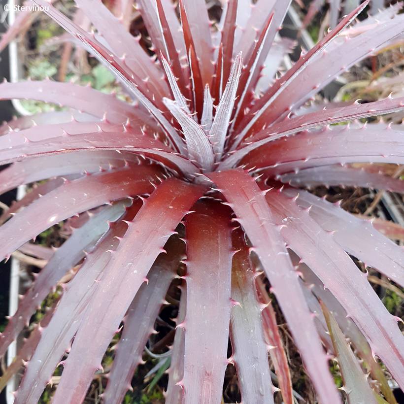 Dyckia Burgundy Ice - Broméliacée Pot de 3L/4L