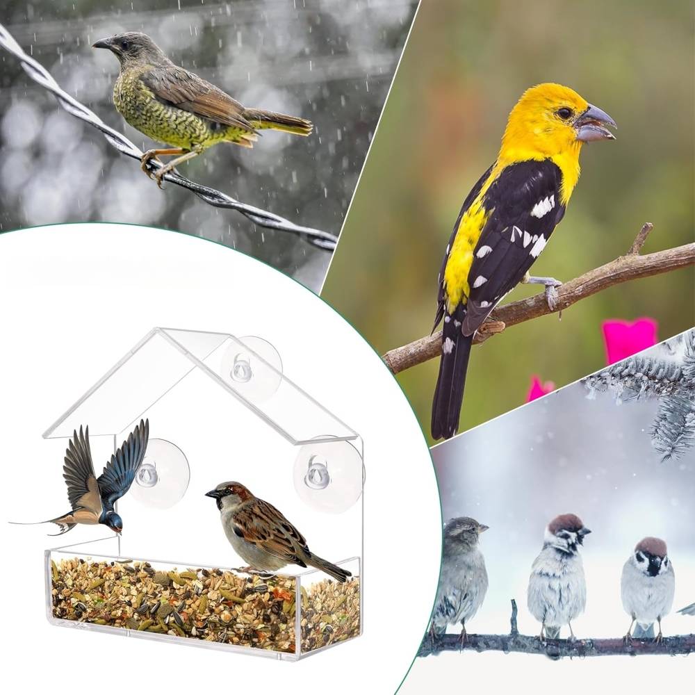 Mangeoire à oiseaux transparente - IntiMeg - Image 5