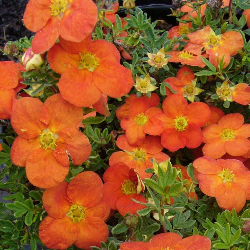 Potentille arbustive Tangerine, Potentilla à fleurs Orange - feuillage Caduc - Pot de 3L - 40/60 cm-  hauteur à maturité De 0,50 m à 1,00 m - Image 1