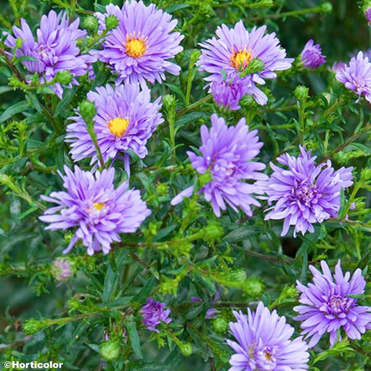Promesse de Fleurs - Aster novi-belgii Sarah Ballard Godet de 8/9 cm