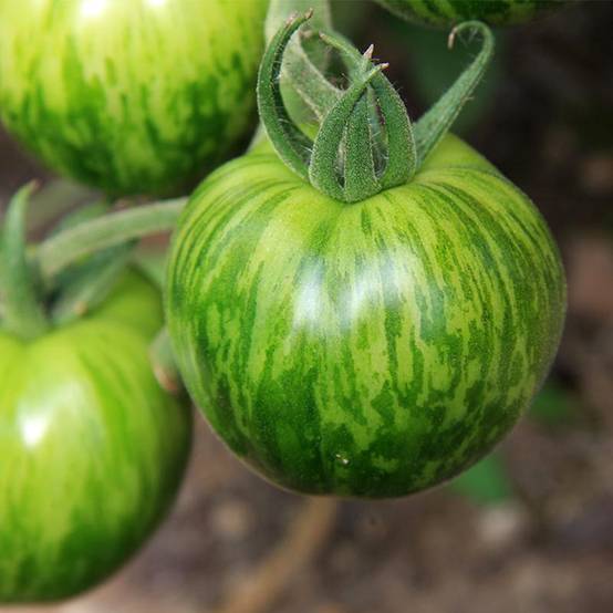 Promesse de Fleurs - Tomate Green Zebra BIO le sachet de 30 graines environ (0,1g)