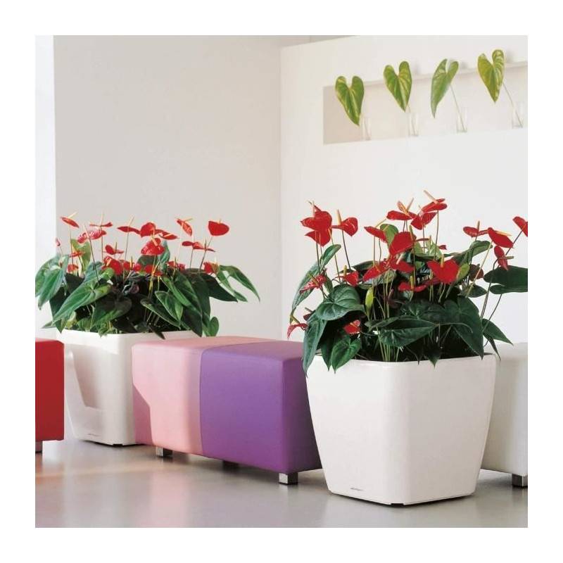 Lechuza - Pot De Fleur - Lec - Quadro Premium Ls 50 - Argent Métallisé - 15 L - Systeme D'irrigation Intégré - Image 3
