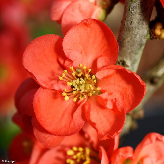 Promesse de Fleurs - Cognassier du Japon - Chaenomeles speciosa Red Kimono Pot de 4L/5L - Image 1