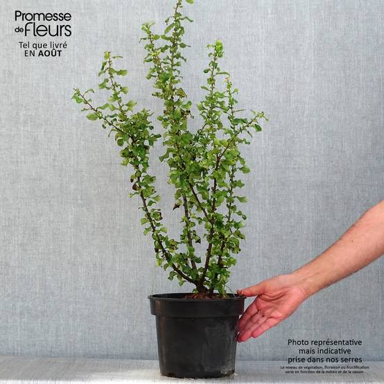 Promesse de Fleurs - Cognassier du Japon - Chaenomeles speciosa Red Kimono Pot de 4L/5L - Image 2