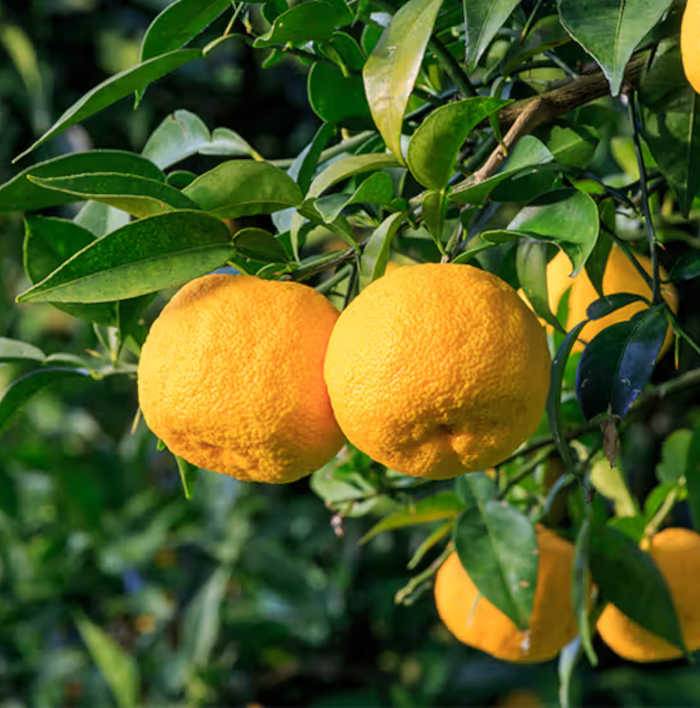 Sans Marque - Agrumes citrus junos Yuzu 5 (citronYuzu) Pot de 4 litres - 30/50 cm - Image 2