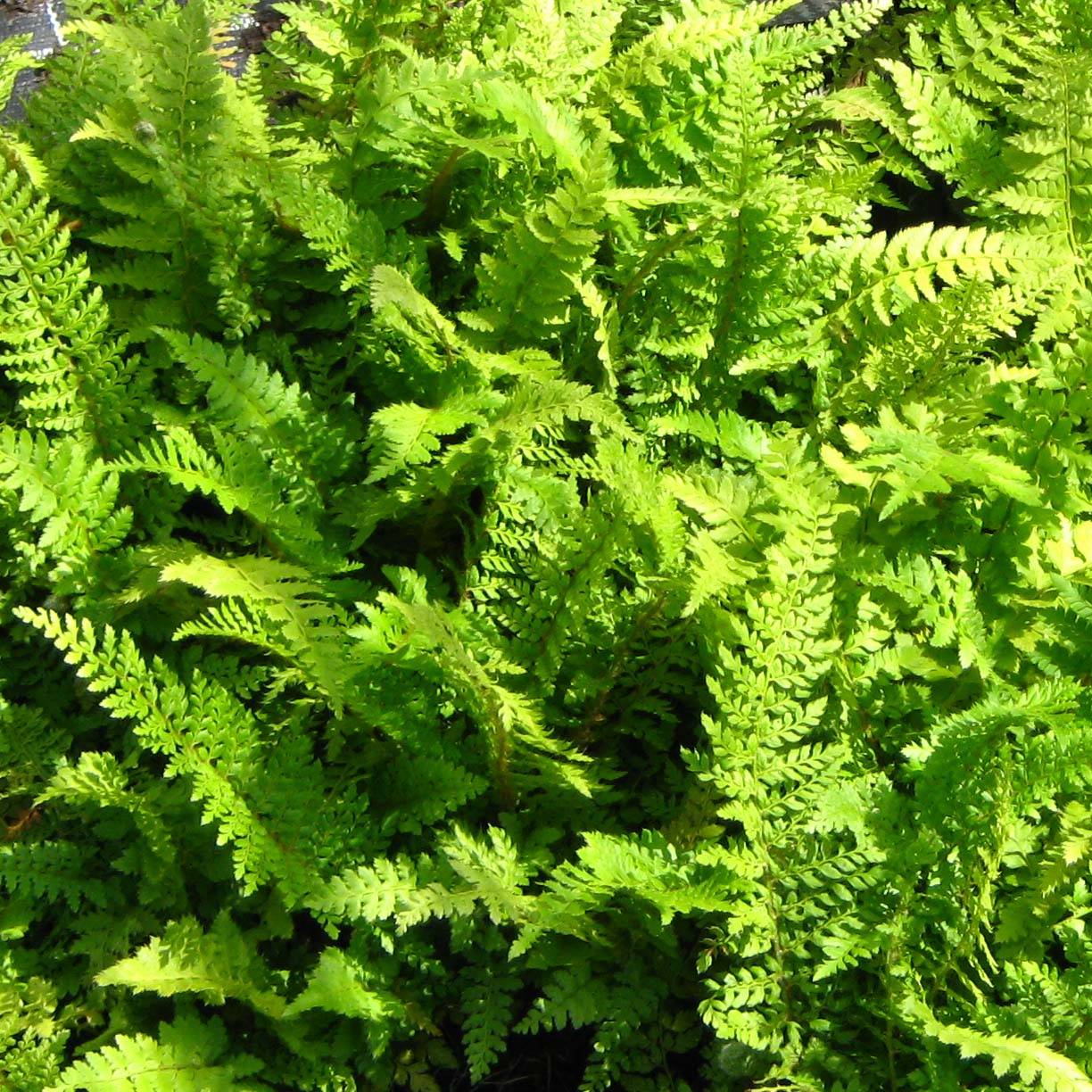 Promesse de Fleurs - Polystichum setiferum Proliferum - Fougère Godet de 8/9 cm