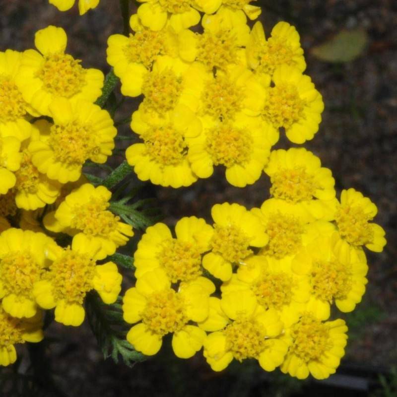 Achillée tomenteuse Aurea à fleurs Jaune - feuillage Caduc - Godet - 5/20 cm-  hauteur à maturité De 0,15 m à 0,50 m - Image 1