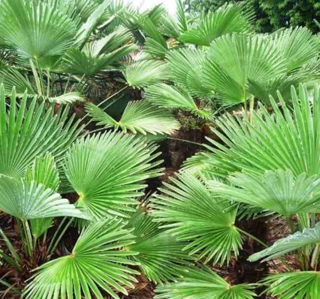Sans Marque - Trachycarpus wagnerianus SPECIMEN GRANDE TAILLE (Palmier de chusan) Couleur floraison:jaune - Taille:Tronc de 50/60cm- Total 130/150cm - Image 4
