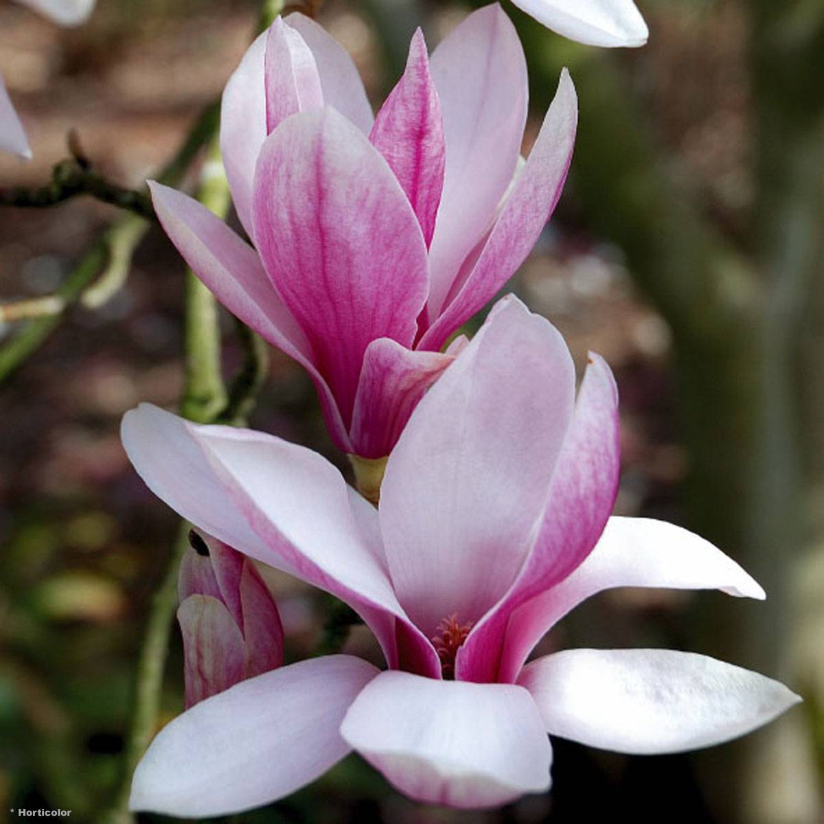 Magnolia soulangeana  - Magnolia de Soulange Pot de 3L/4L - Image 1