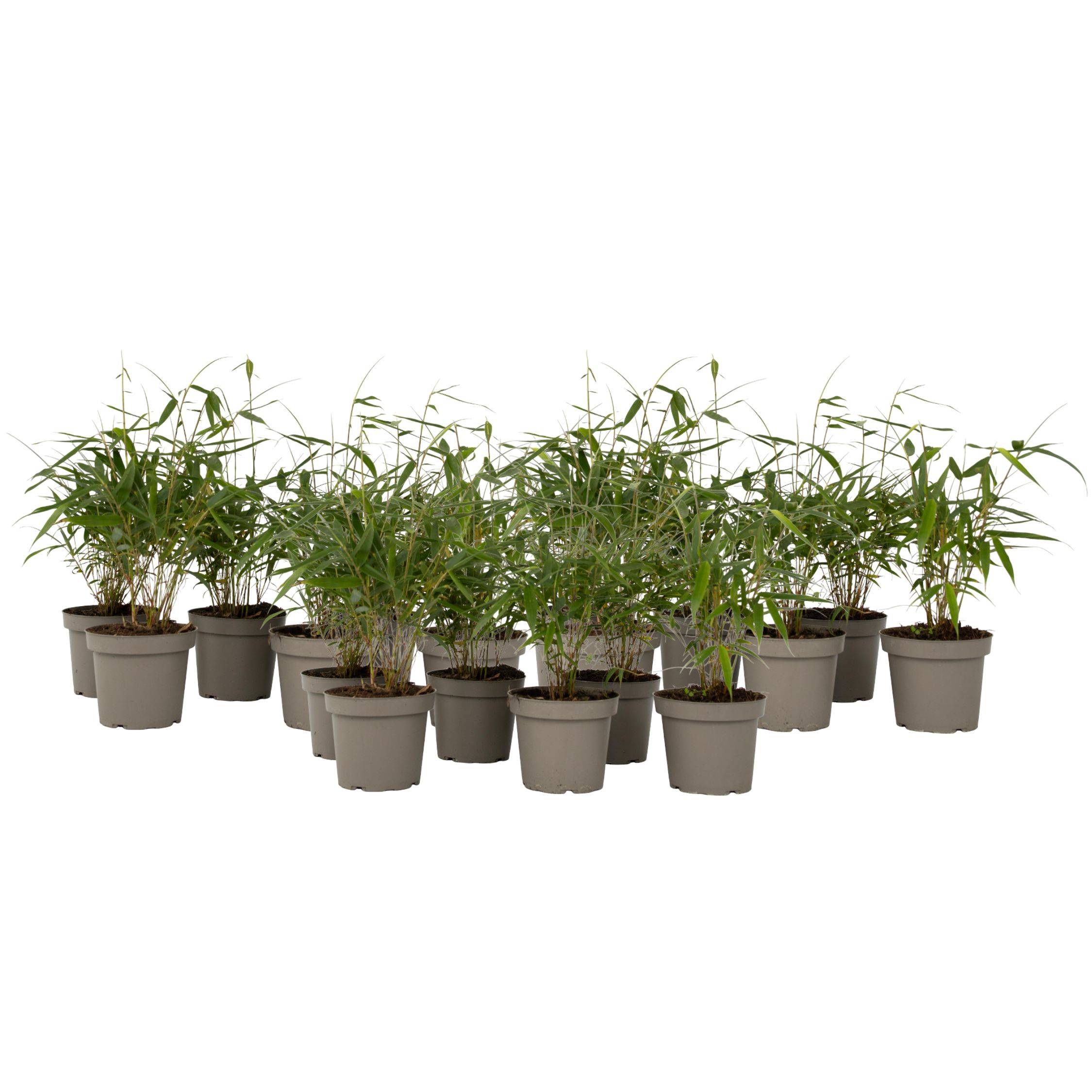 Bambou non-traçant - Set de 18 - Fargesia 'Asian Wonder' - H25-40cm - ⌀13cm - Image 1