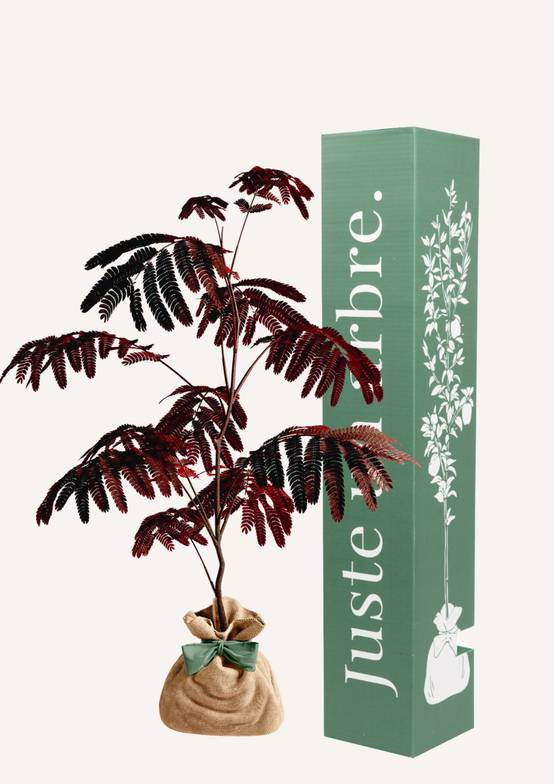 JUSTE UN ARBRE. – Albizia 'Summer Chocolate' – Arbre à soie pourpre | Idée cadeau original pour naissance, mariage, anniversaire – Arbre ornemental… - Image 1