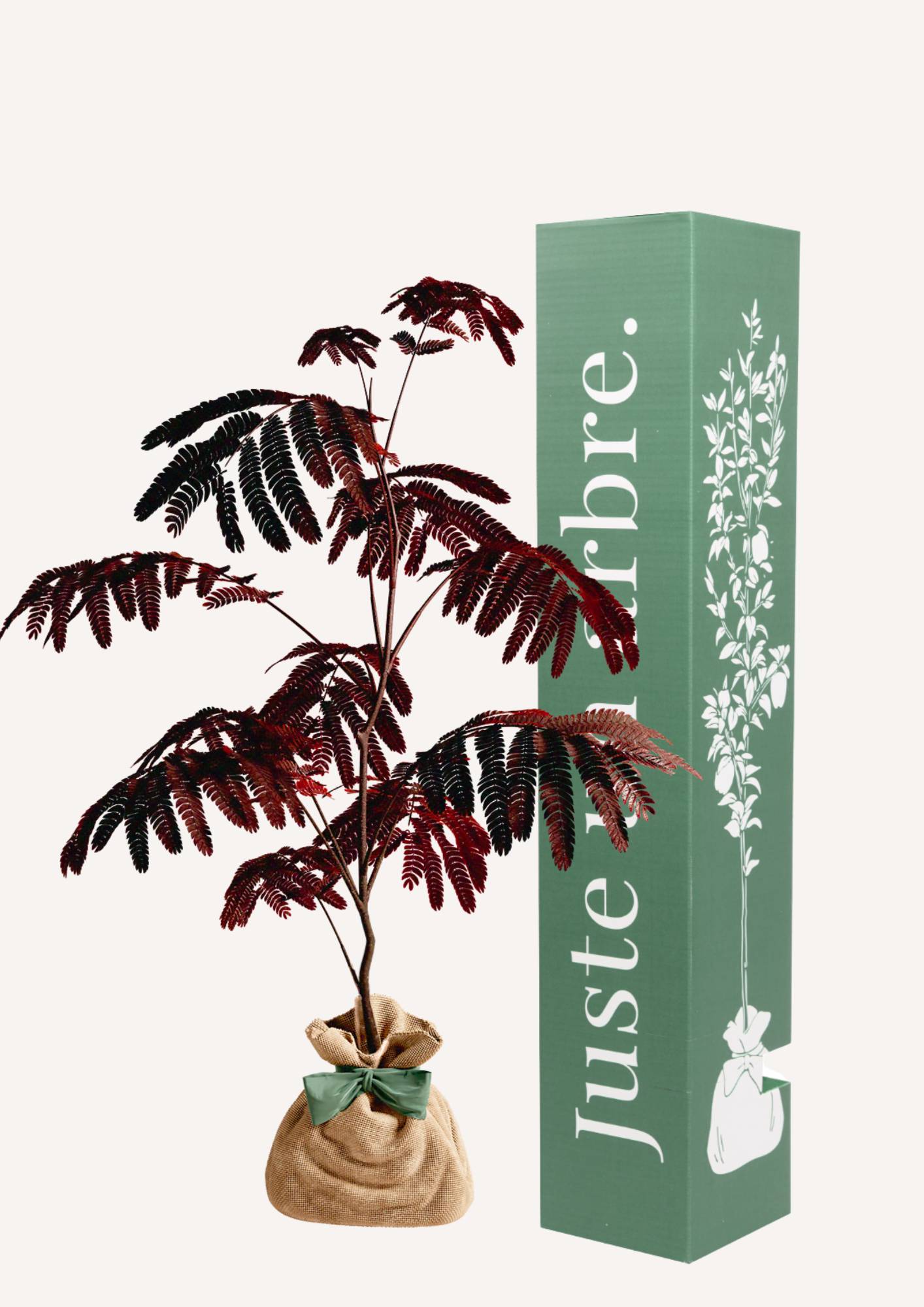 JUSTE UN ARBRE. – Albizia 'Summer Chocolate' – Arbre à soie pourpre | Idée cadeau original pour naissance, mariage, anniversaire – Arbre ornemental… - Image 1