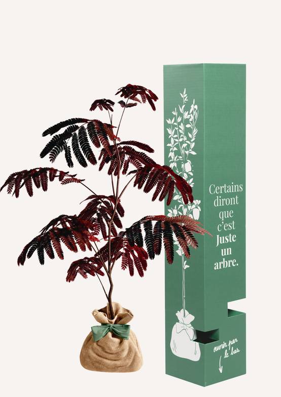 JUSTE UN ARBRE. – Albizia 'Summer Chocolate' – Arbre à soie pourpre | Idée cadeau original pour naissance, mariage, anniversaire – Arbre ornemental… - Image 2