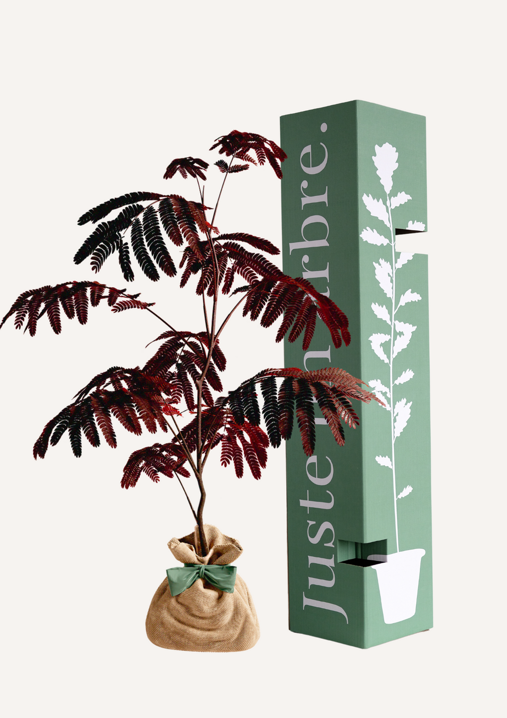 Juste Un Arbre - JUSTE UN ARBRE. – Albizia 'Summer Chocolate' – Arbre à soie pourpre | Idée cadeau original pour naissance, mariage, anniversaire – Arbre ornemental… - Image 1