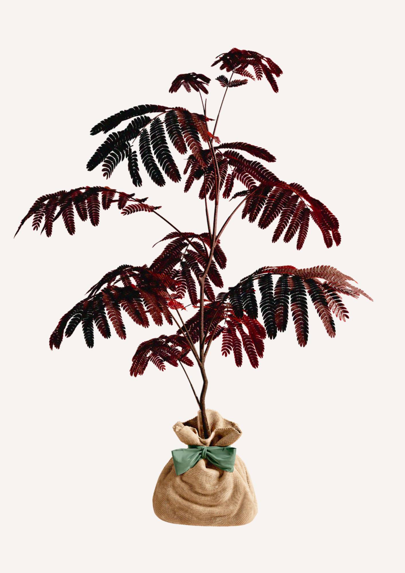 JUSTE UN ARBRE. – Albizia 'Summer Chocolate' – Arbre à soie pourpre | Idée cadeau original pour naissance, mariage, anniversaire – Arbre ornemental… - Image 3