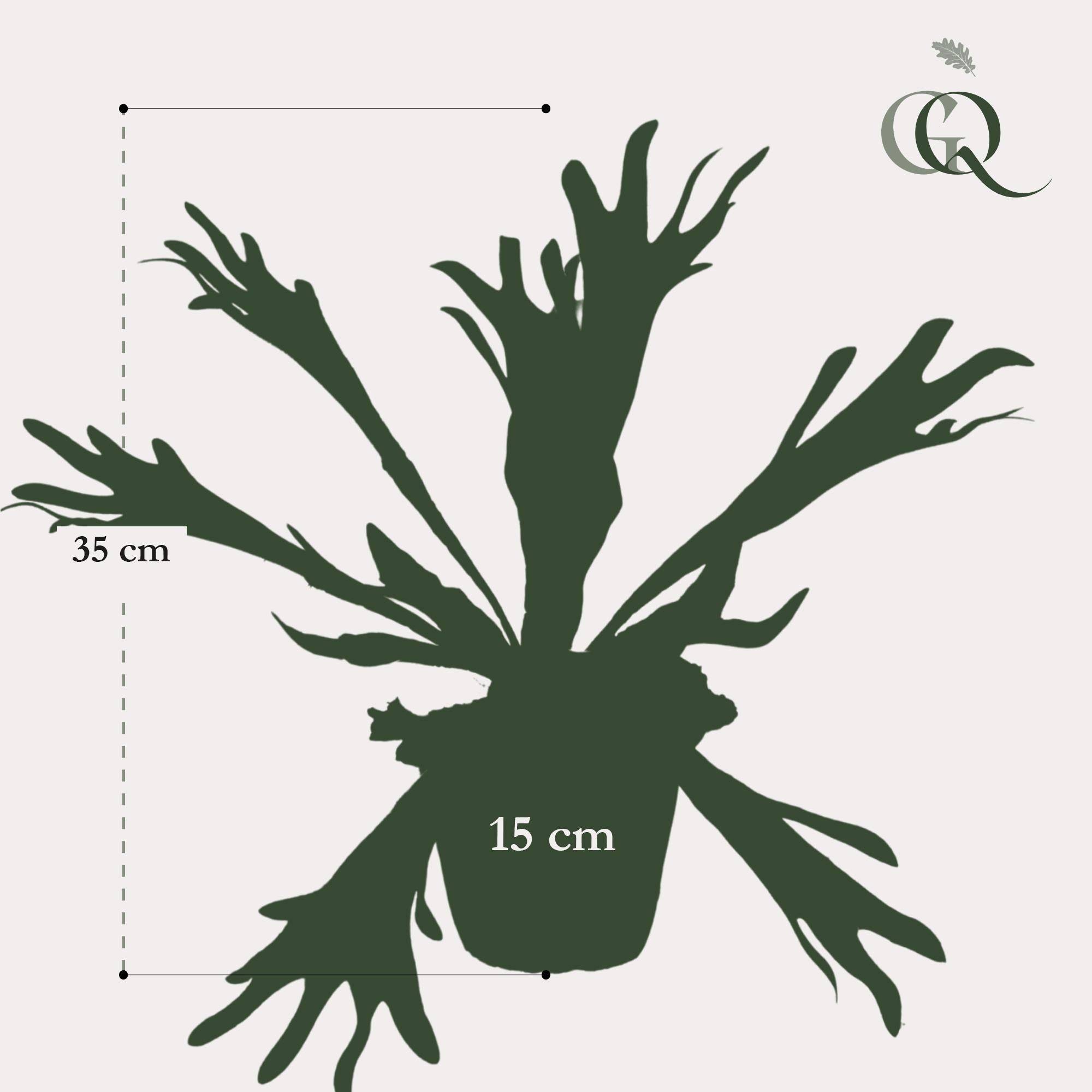 La Green Touch - Platycerium plante artificielle - h33cm, Ø15cm- La Green Touch - Image 4