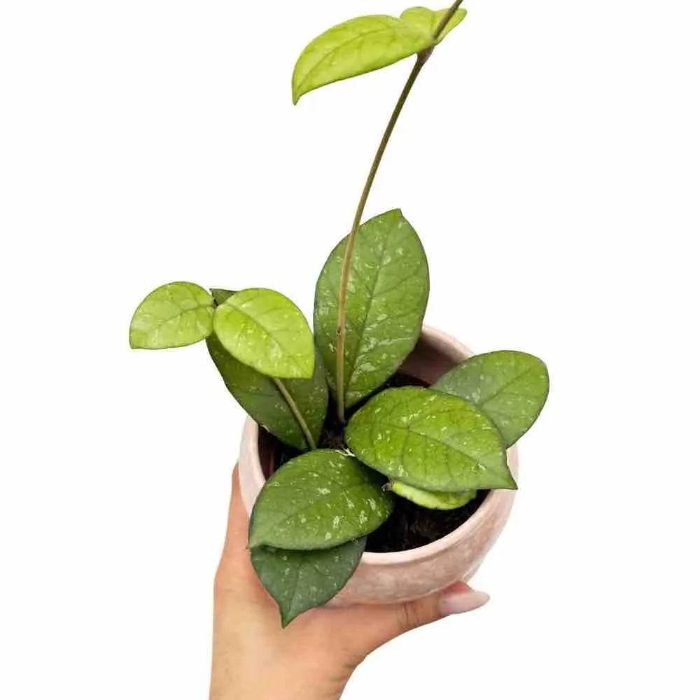 Hoya Crassipetiolata - Pot de 9cm - Plantes d'intérieur - Image 1
